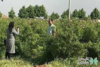 مزرعه گل سرخ